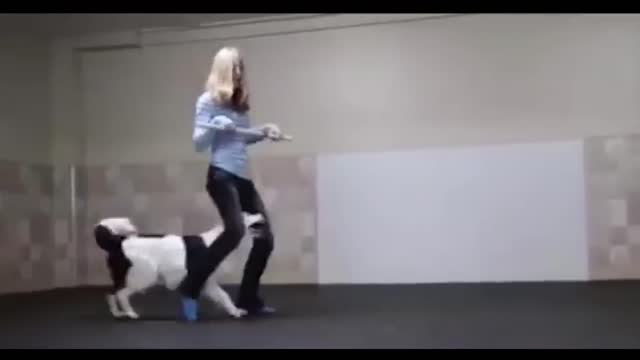 Dancing Dogs Compilation - DO NOT LAUHGH !