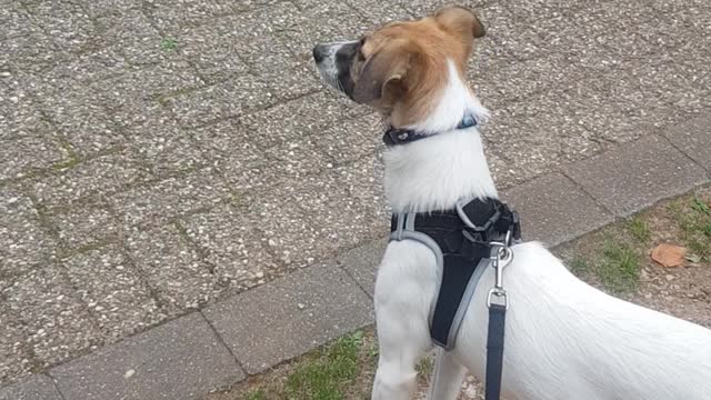 Scared dog on a leash for the first time