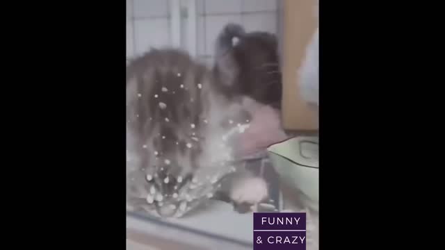 Cute kitten And Funny Animals Compilation #21 - Funny and Crazy Animals