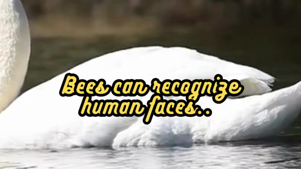 Animal Facts Bee Face Recognition #shorts