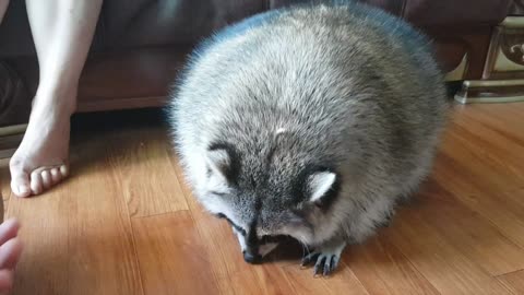 Peanuts on Raccoon's Head