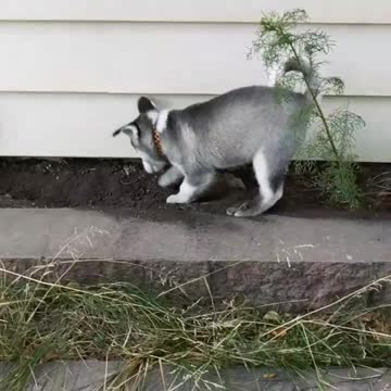 Husky Puppy Learning How To Dig