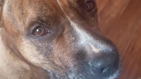 dog loves cookies