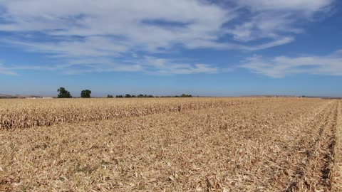 Low flight over corn