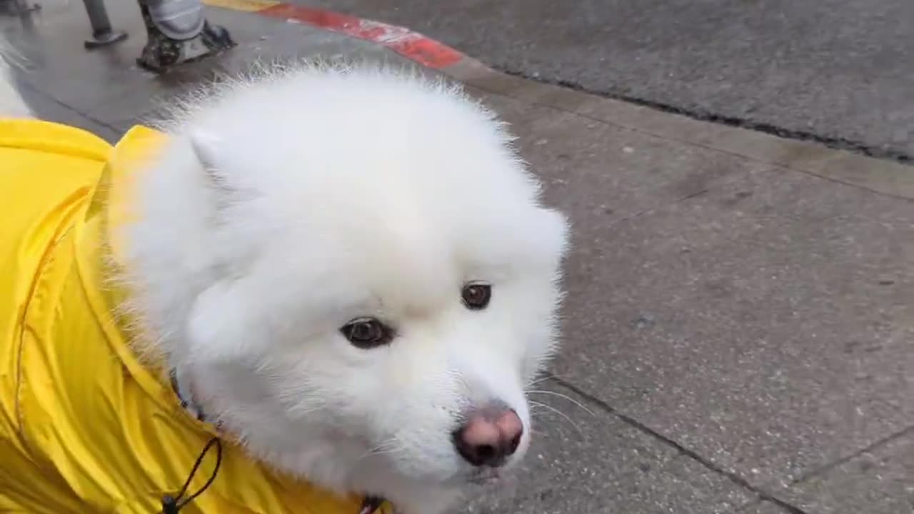 Dog Decked Out For Rainy Day Walk