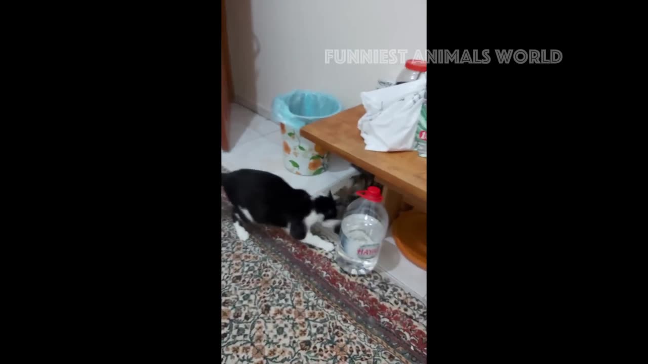 Funny Cats And Dogs Videos 😁 - BEST Funny Animal Videos 2024 🥰#3