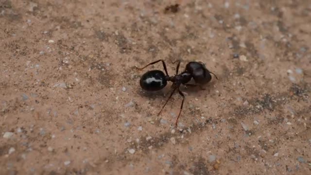 Big Black Ants Walk Master In Field