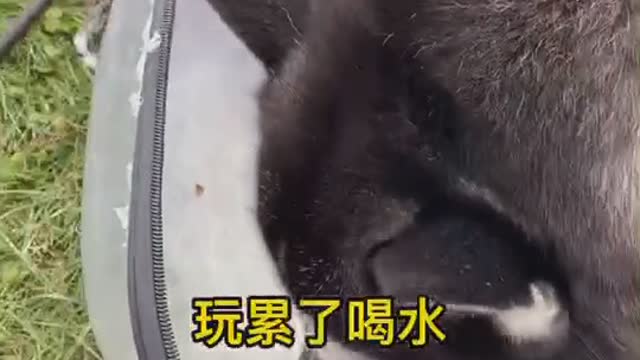 Funny Pet 2021 It's time to LAUGH with Dog's lifes6