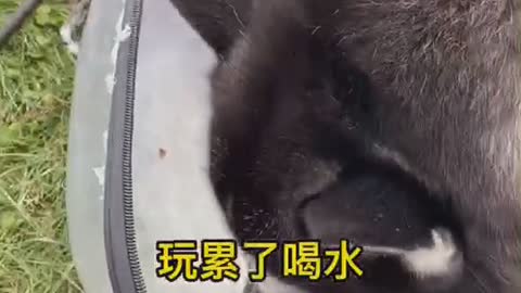 Funny Pet 2021 It's time to LAUGH with Dog's lifes6