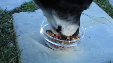 How to made home healthy dog food