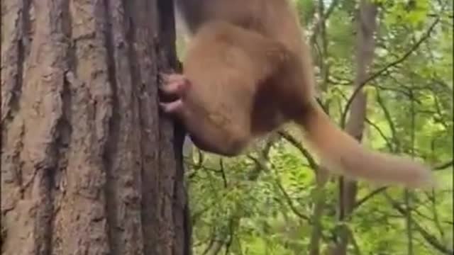 Amazing Monkey Live In The Forest That We Should Be Care