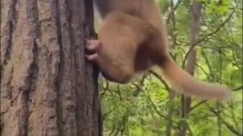 Amazing Monkey Live In The Forest That We Should Be Care