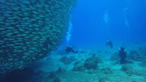 Fish Wall