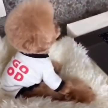 Cute and Funny Dog , Try Not To Laugh Challenge 😍😍Please subscribe for more videos😍😍🥰🥰