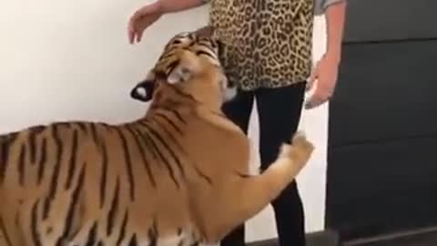 Tiger jogging his owner! Wow beautiful best