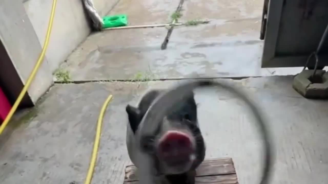 Pigs spinning in circles at the playground attract people