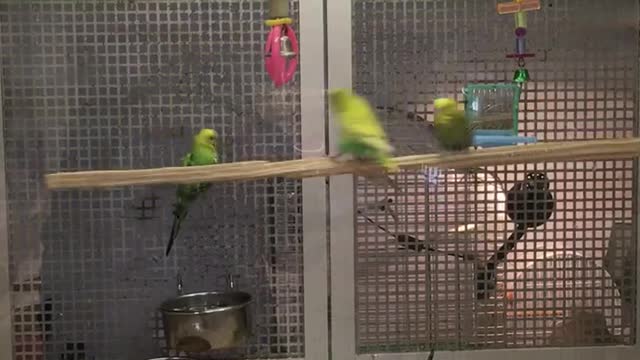 Parrots Turn Perch into Swing