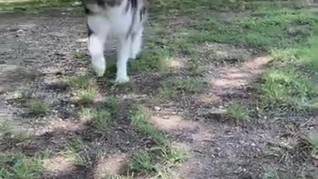 dog best funy clip• vines best fun•