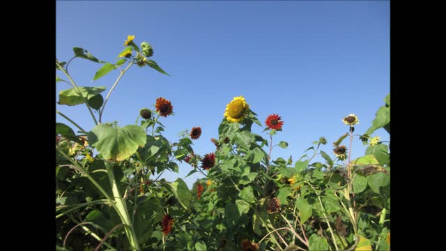 Memory of Long Friendships Giant Sunflower September 2021