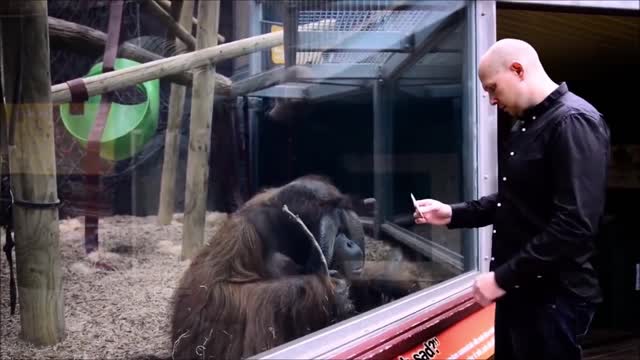 Monkeys react to magic