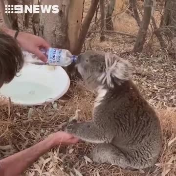 Koala holds man's hand while drinking water ... I recommend