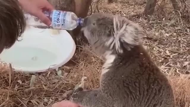 Koala holds man's hand while drinking water ... I recommend