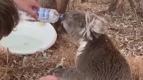 Koala holds man's hand while drinking water ... I recommend