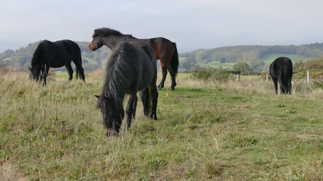 Horses eating خيل تأكل