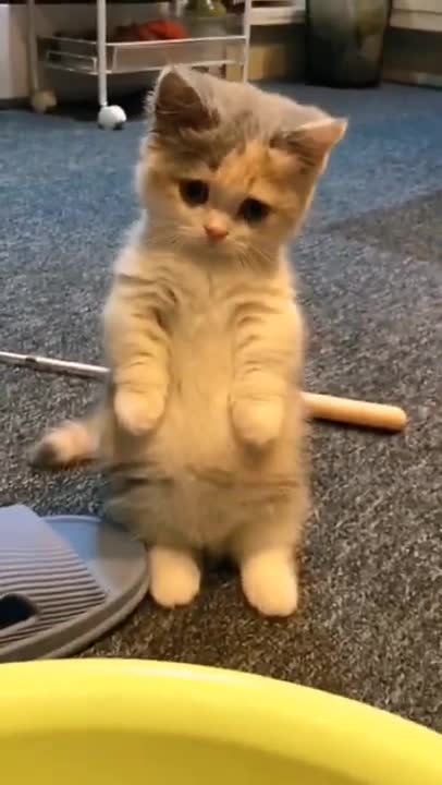 1.cute.. from tiktok @op_theo0 #shorts