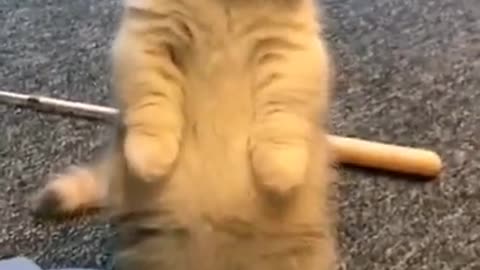 1.cute.. from tiktok @op_theo0 #shorts