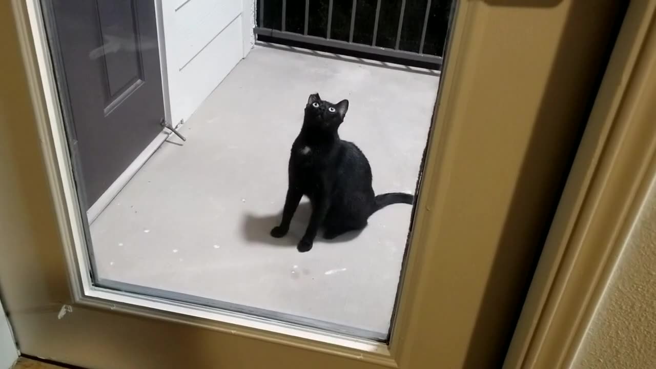 20240716 213443 Tux Gets Bug Face Slap