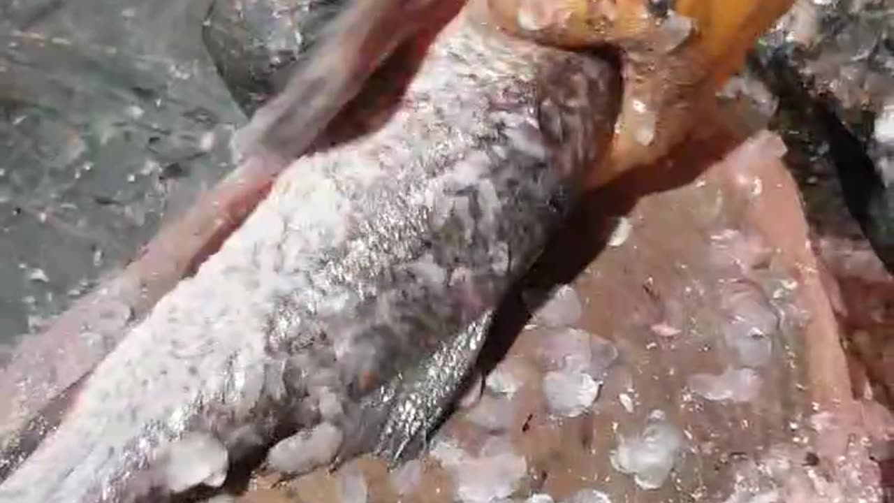 USA Fish And Pakistani Fish Cutting Fish Cooking