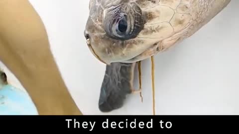 No humanity 😢 tortoise in trouble 😢 😞