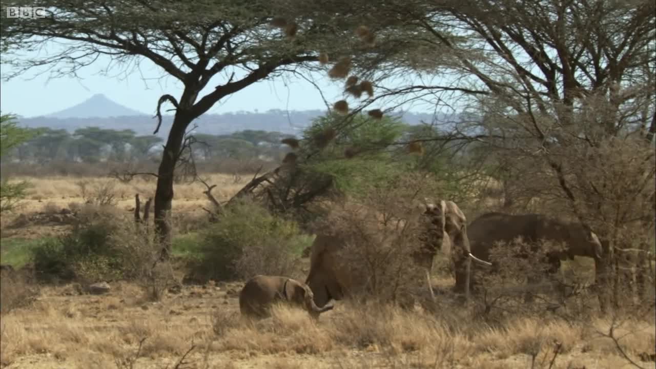 Two Elephant Families Unite | This Wild Life | BBC Earth