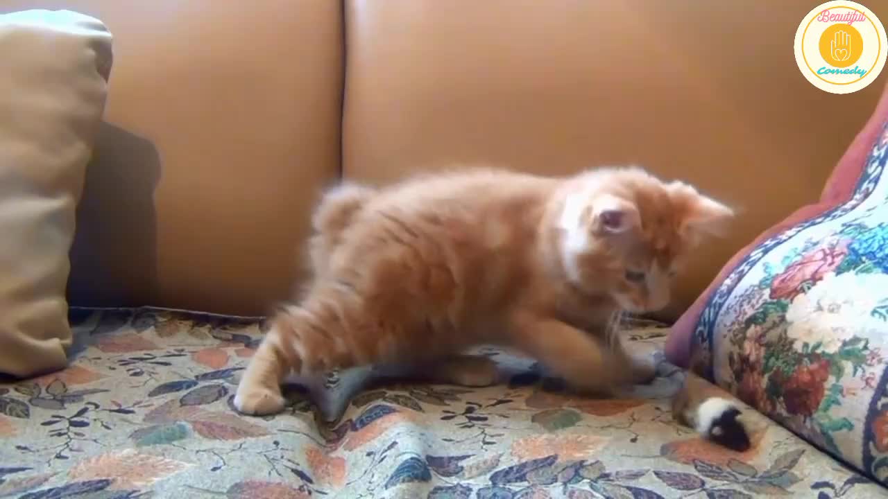 Cat Playing With Mouse Toy Funny Video😆😆