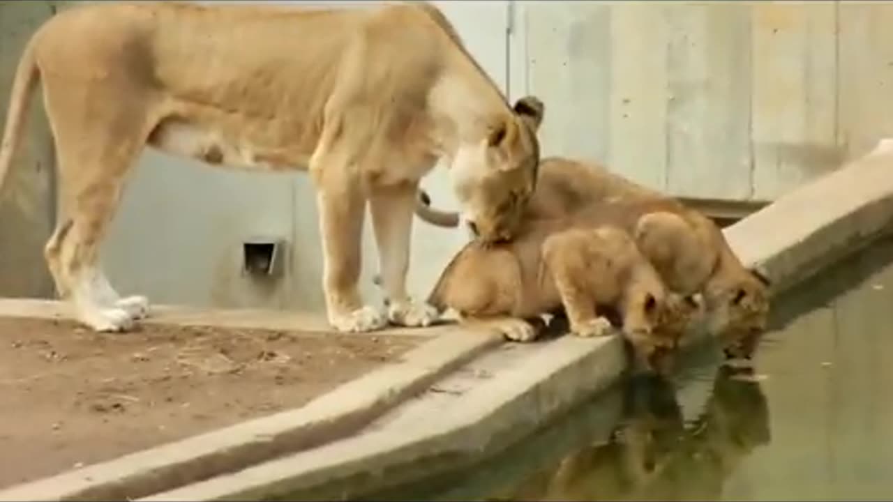 Mom knocks lion cub into the water