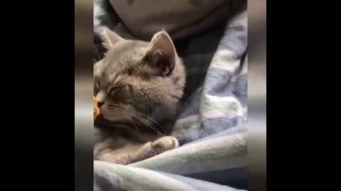 Funny Cats #1
