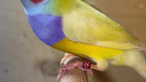 Yellow gouldian finches | Aviary Birds