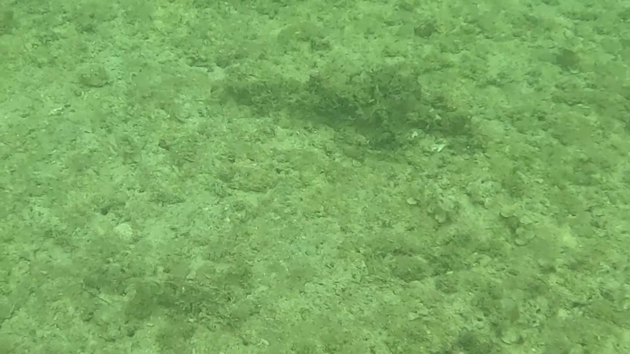 Snorkeling Above a Bed of Starfish 🌊⭐