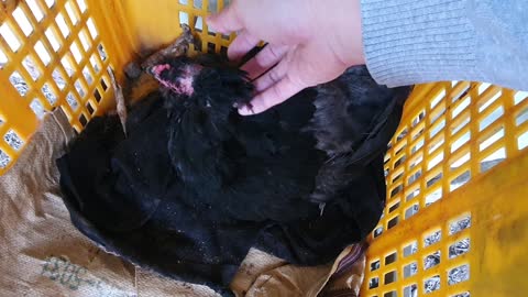 Adult chickens have hair loss. 