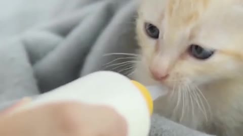 Adorable Kitten Gets Fed