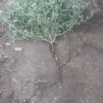 We pull out the grass