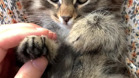 Cats are not our whole lives, but they make our lives whole.🐱🧿🧿