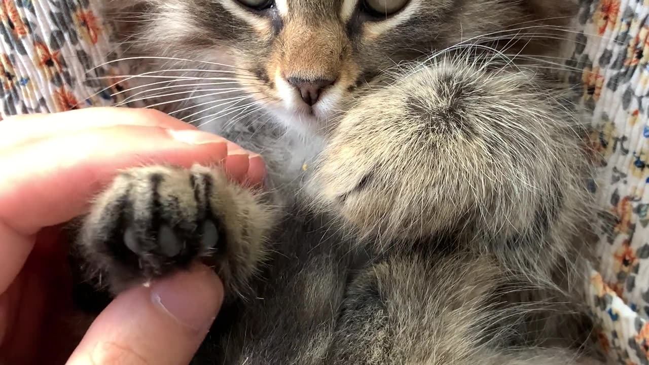 Cats are not our whole lives, but they make our lives whole.🐱🧿🧿