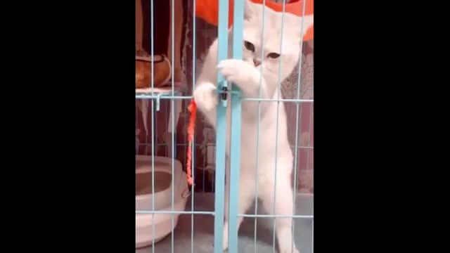 Lovely Cat funny moments