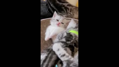 Funniest Cats and Dogs Videos 😺🐶