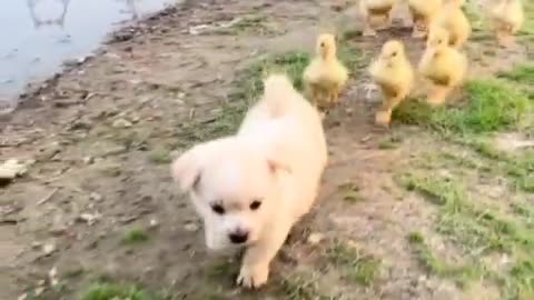 Dog takes ducklings for a swim