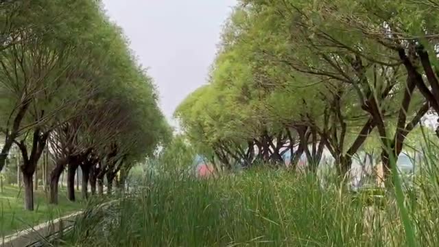 There is a lot of grass growing in the lake