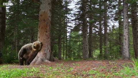 Bears Dancing in the Forest | Planet Earth II | BBC Earth