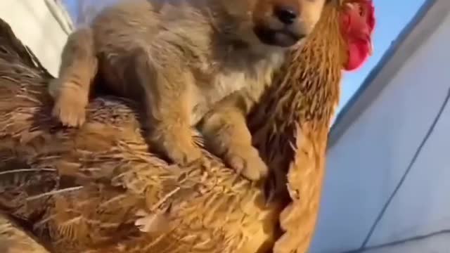 Dogi and hen playing